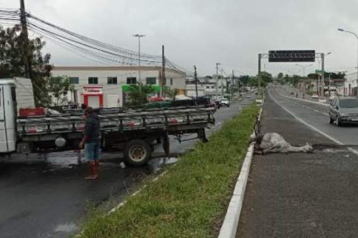 Cavalo morre atropelado por caminhão em Feira de Santana