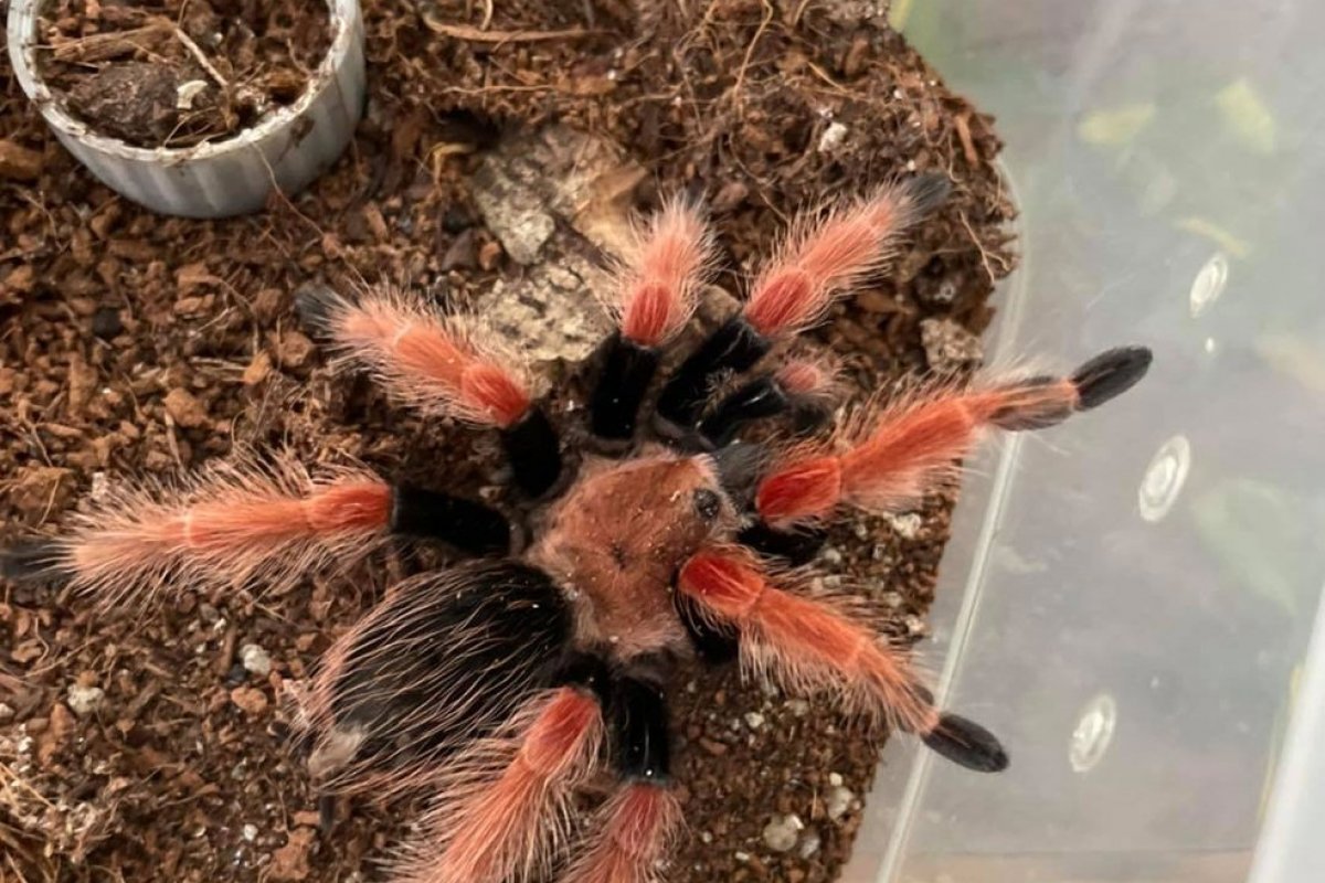 Inquilino abandona cobra e tarântulas ao se mudar de casa nos Estados Unidos