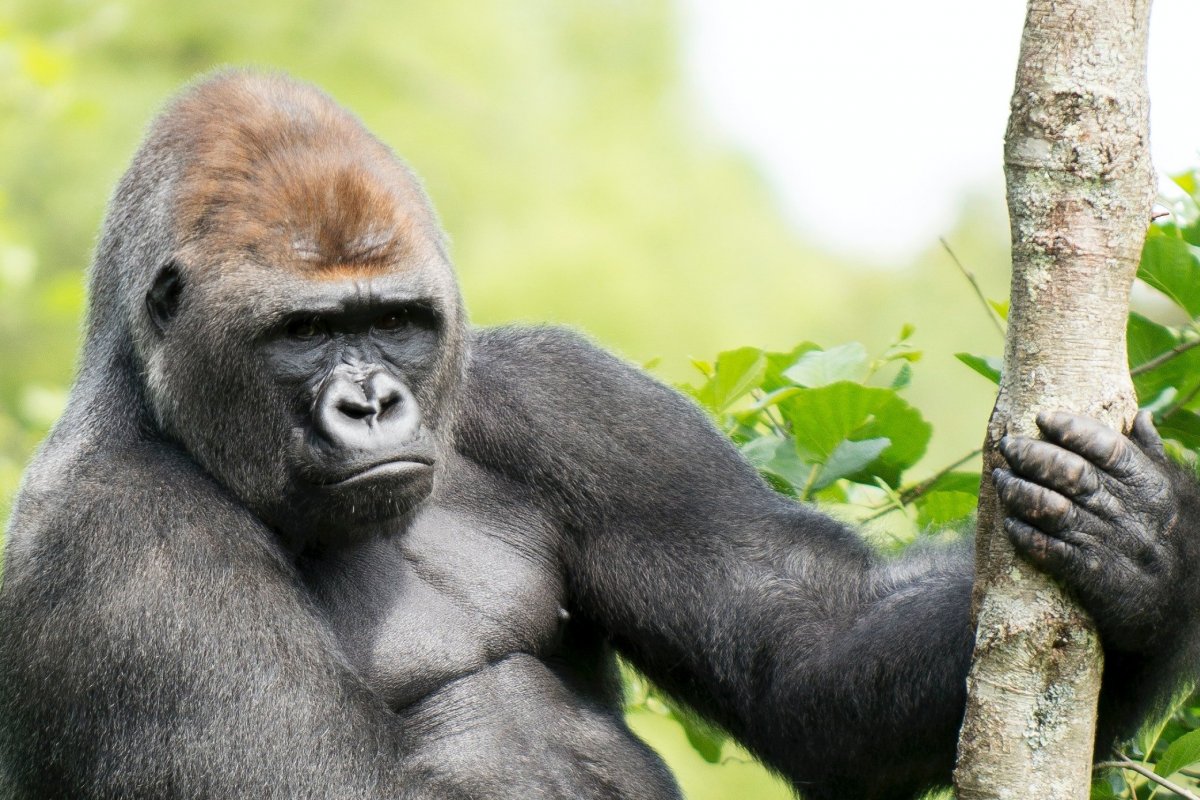 Gorilas testam positivo para Covid-19 em zoológico dos Estados Unidos 