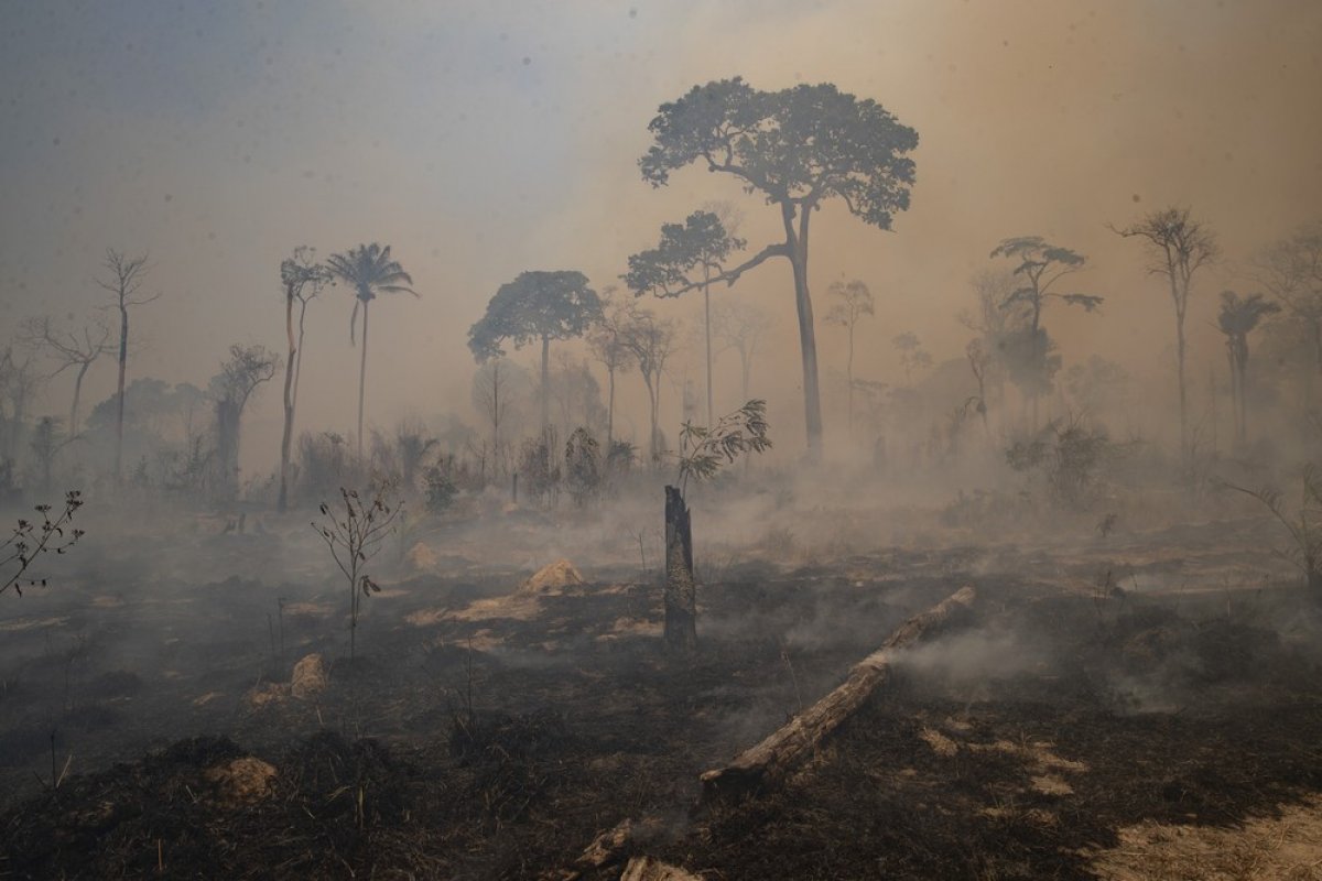 Amazônia: área desmatada em agosto é a maior para o mês de agosto em dez anos