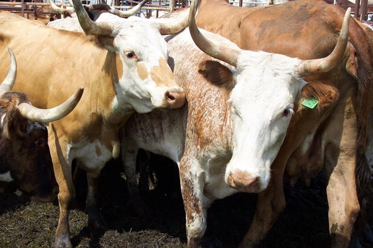 Ipea eleva projeção de PIB agro para 3,4%