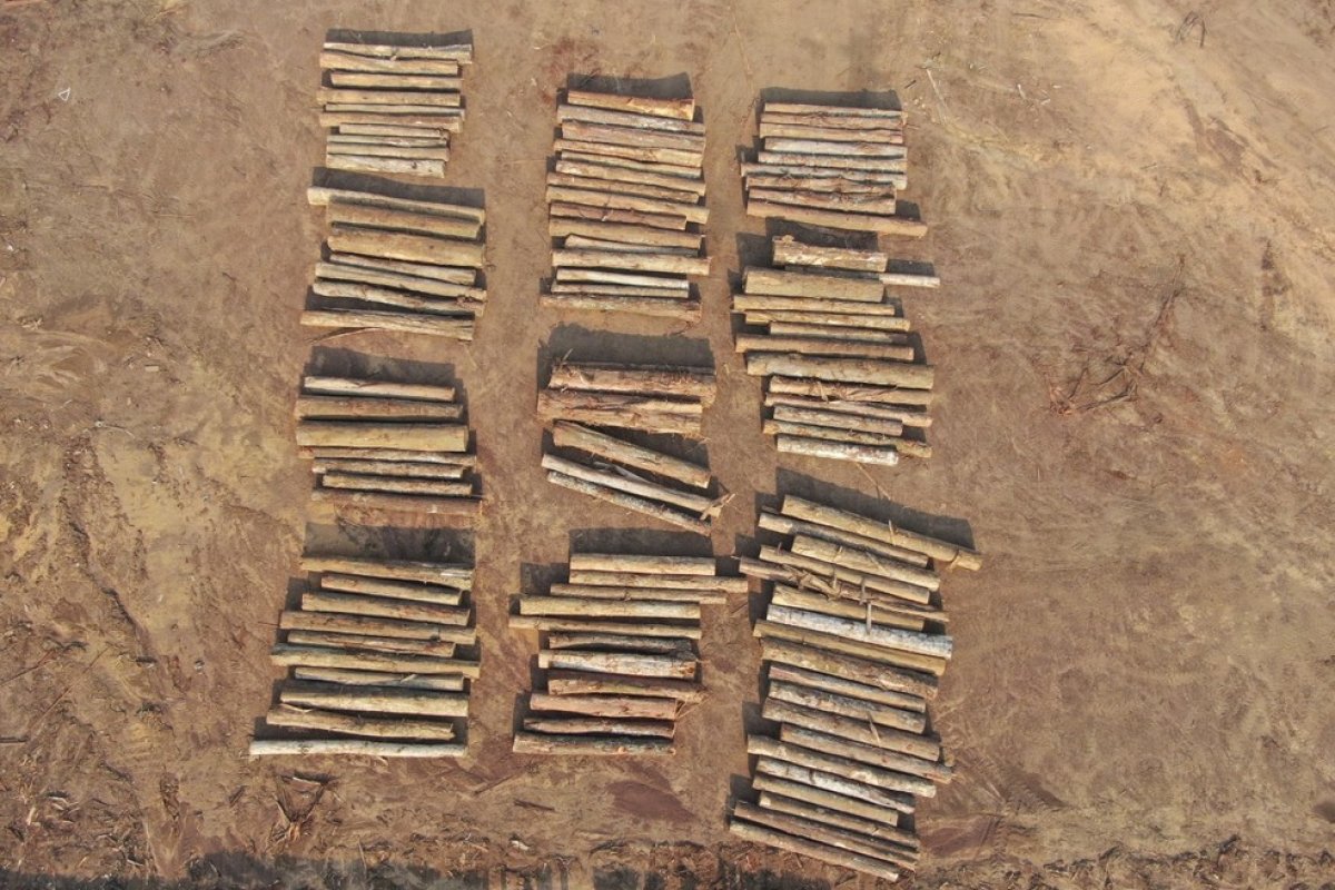Grandes empresas pedem, através de carta, protagonismo do Brasil na agenda ambiental