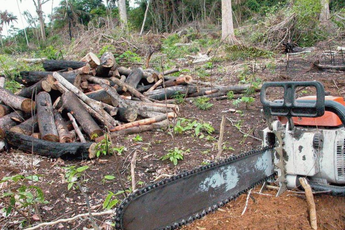 Desmatamento na Amazônia pode expor 12 mi de brasileiros a calor extremo, diz estudo