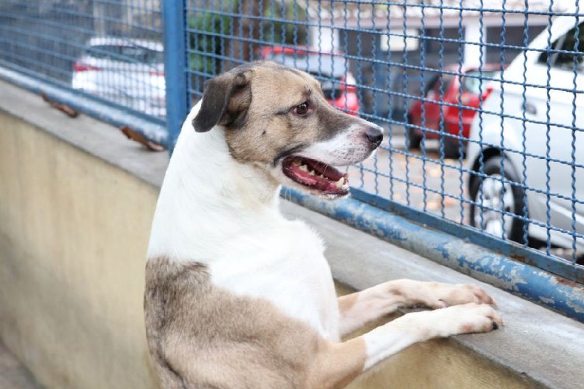 Projeto incentiva adoção de pets no Dia Nacional de Adotar um Animal
