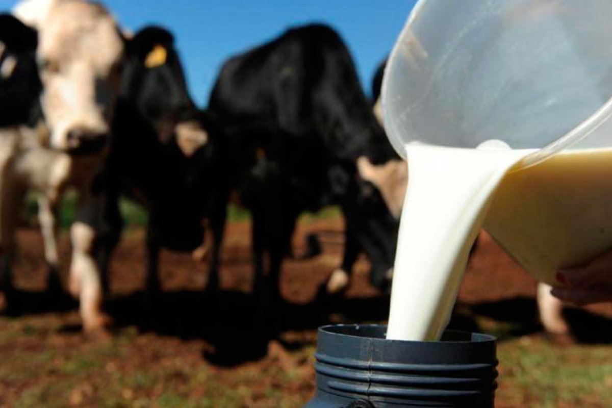 Mais custos para a produção de leite