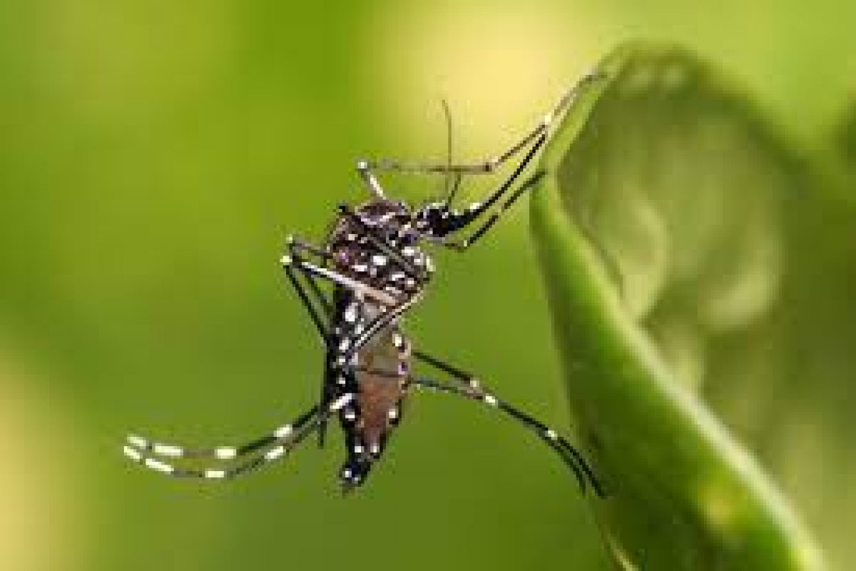 Plano de combate ao Aedes aegypti começa nesta quarta-feira (6), em Salvador