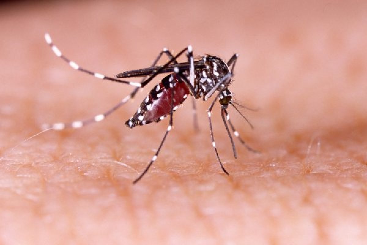 Mutirão de combate ao Aedes acontece em Salvador hoje 