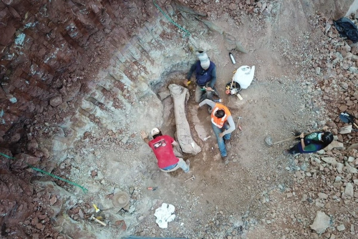 Fóssil de possível titanossauro é encontrado no Maranhão