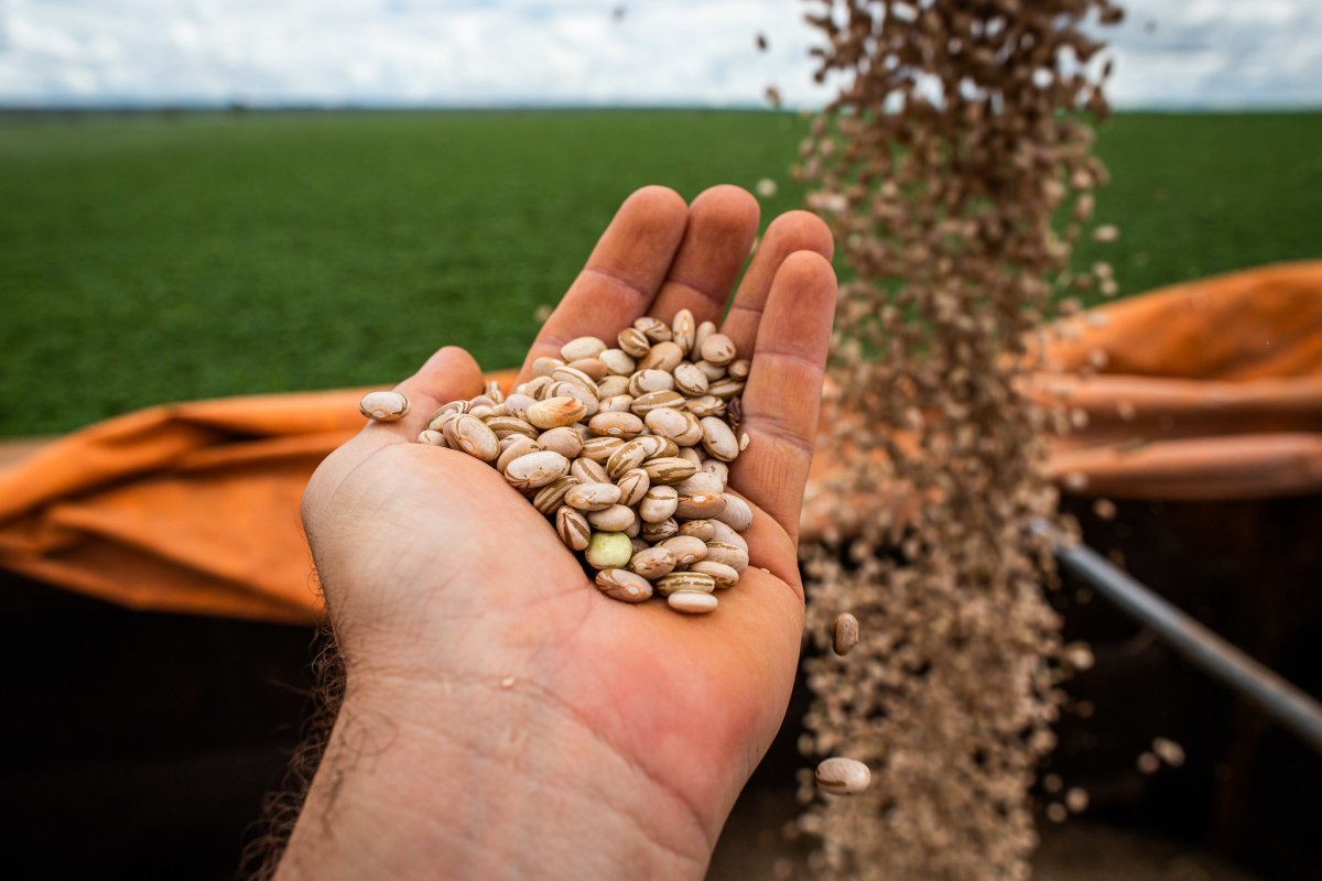 Bahia mantém recorde em produção agrícola, aponta IBGE