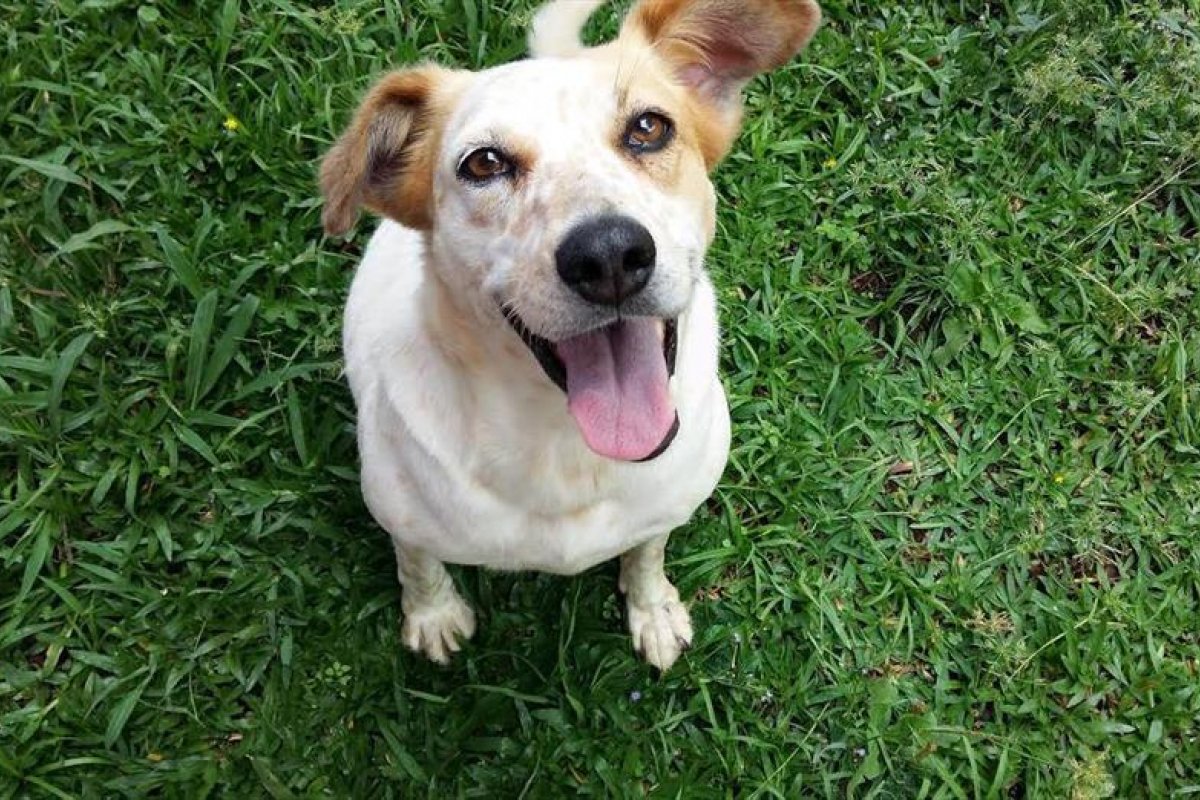 Mutirão oferece serviços oftalmológicos para cachorros