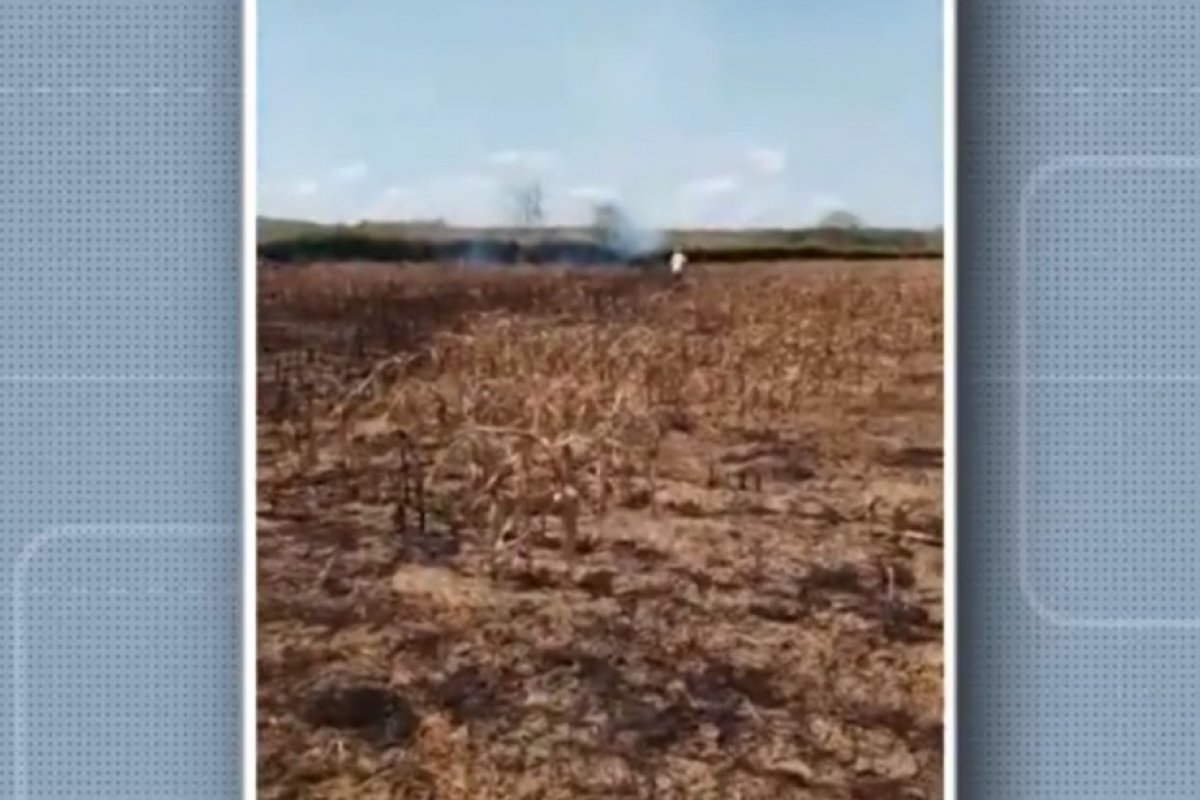 Incêndio destrói plantação de milho no município de Fátima, no nordeste da Bahia