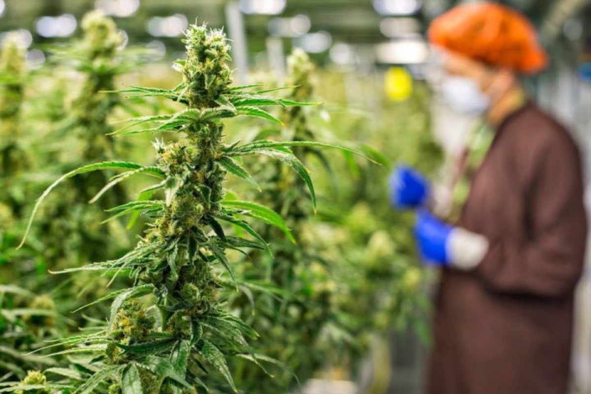 Luxemburgo libera plantio e consumo doméstico de maconha para maiores de 18 anos