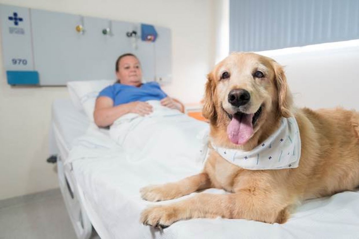 CCJ aprova projeto que permite animais de estimação em unidades de saúde