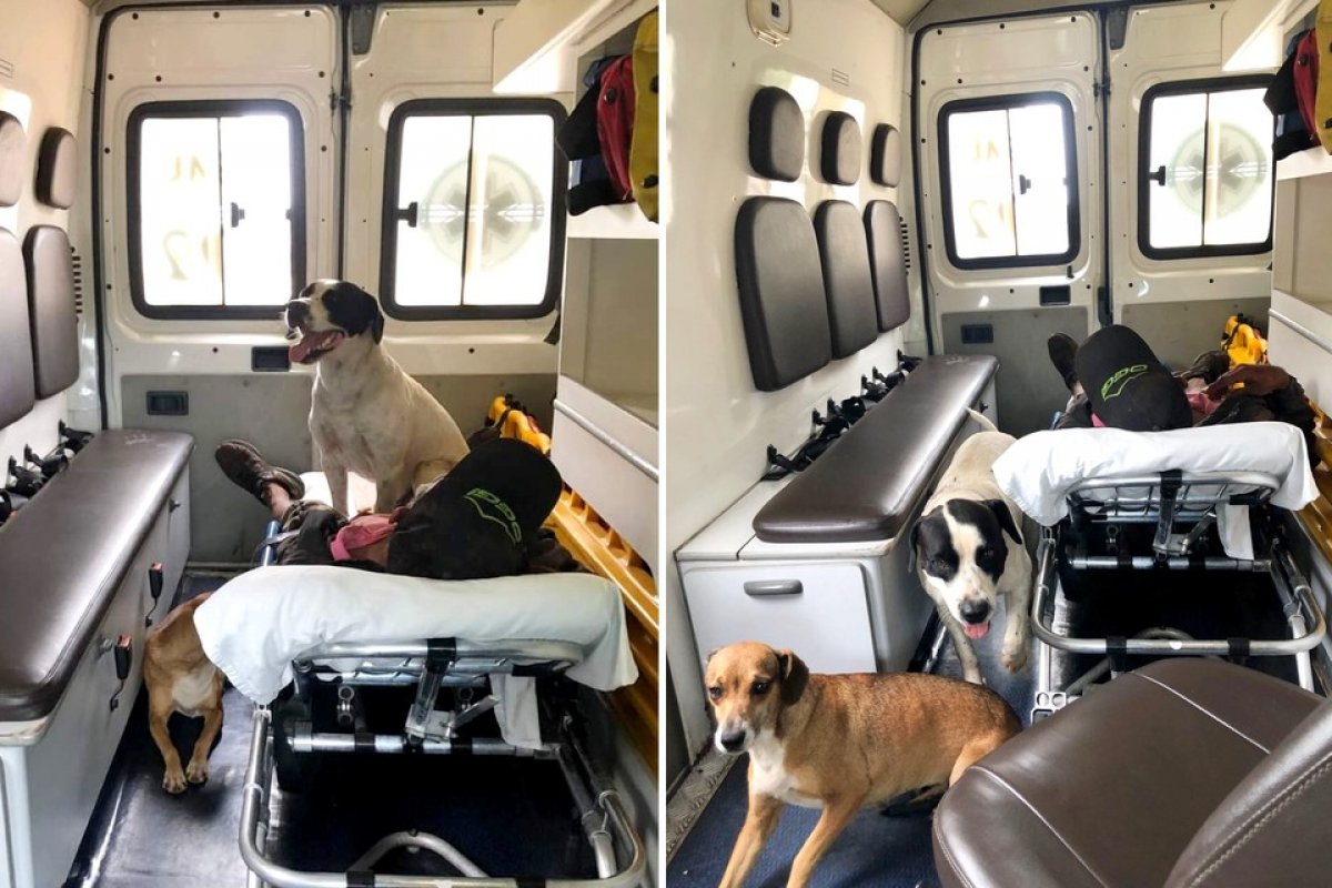 Em Bauru, cães ‘invadem’ ambulância do Samu para acompanhar dono 