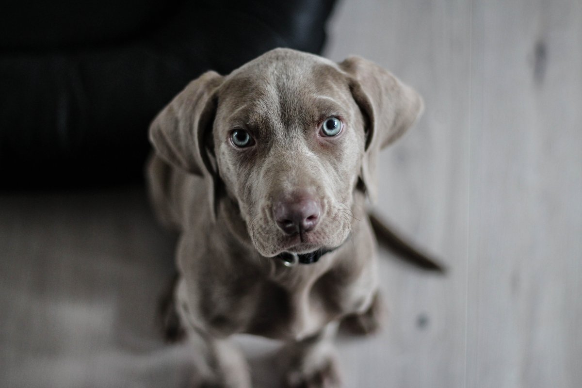 Estudo aponta que a experiência de vida de cães interfere na forma de se comunicarem com humanos
