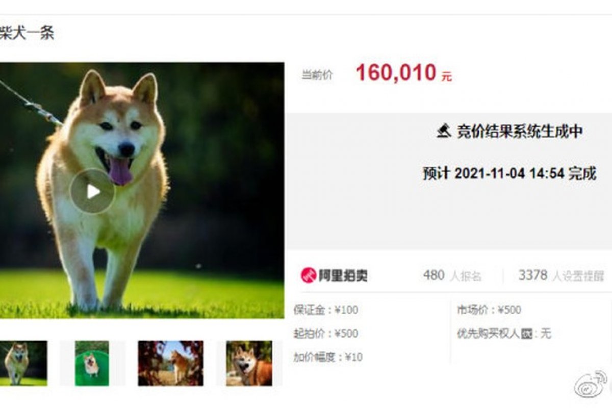 Cachorro abandonado por dono em escola de adestramento é leiloado por R$ 140 mil na China
