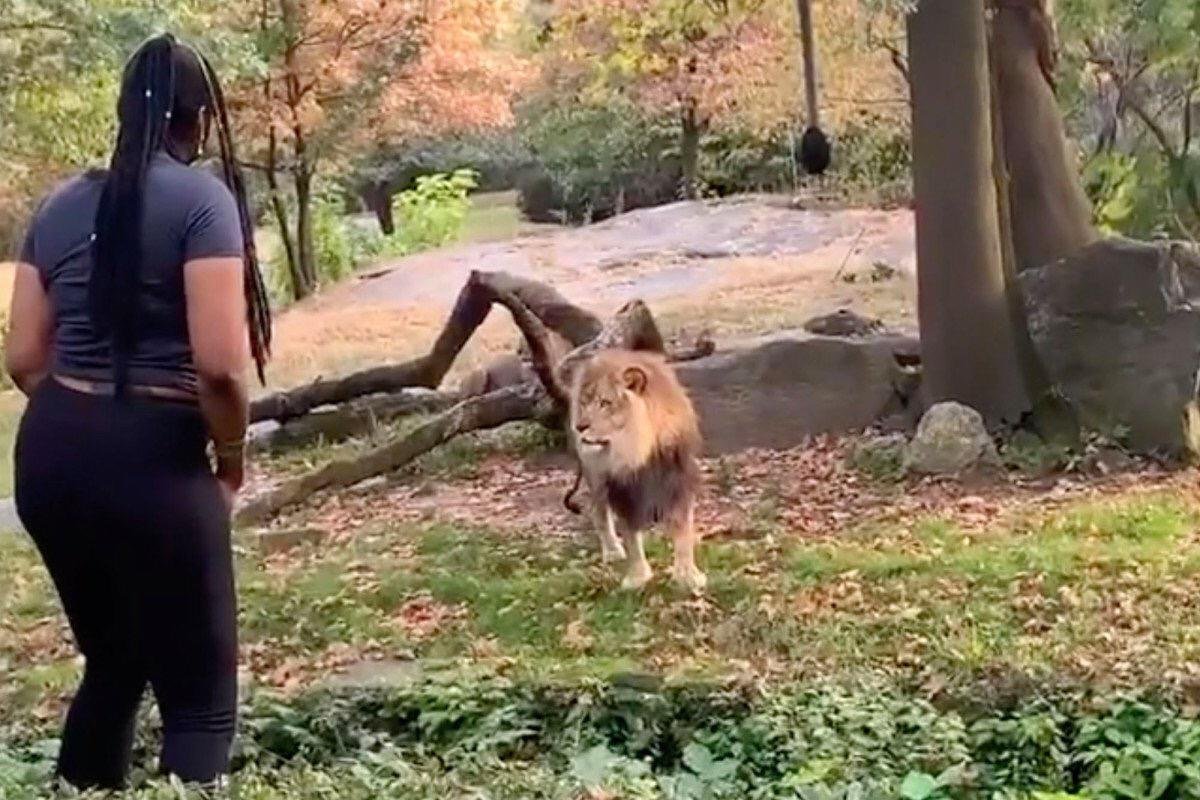 Mulher invade barreira de segurança para provocar leão em zoológico de Nova Iorque