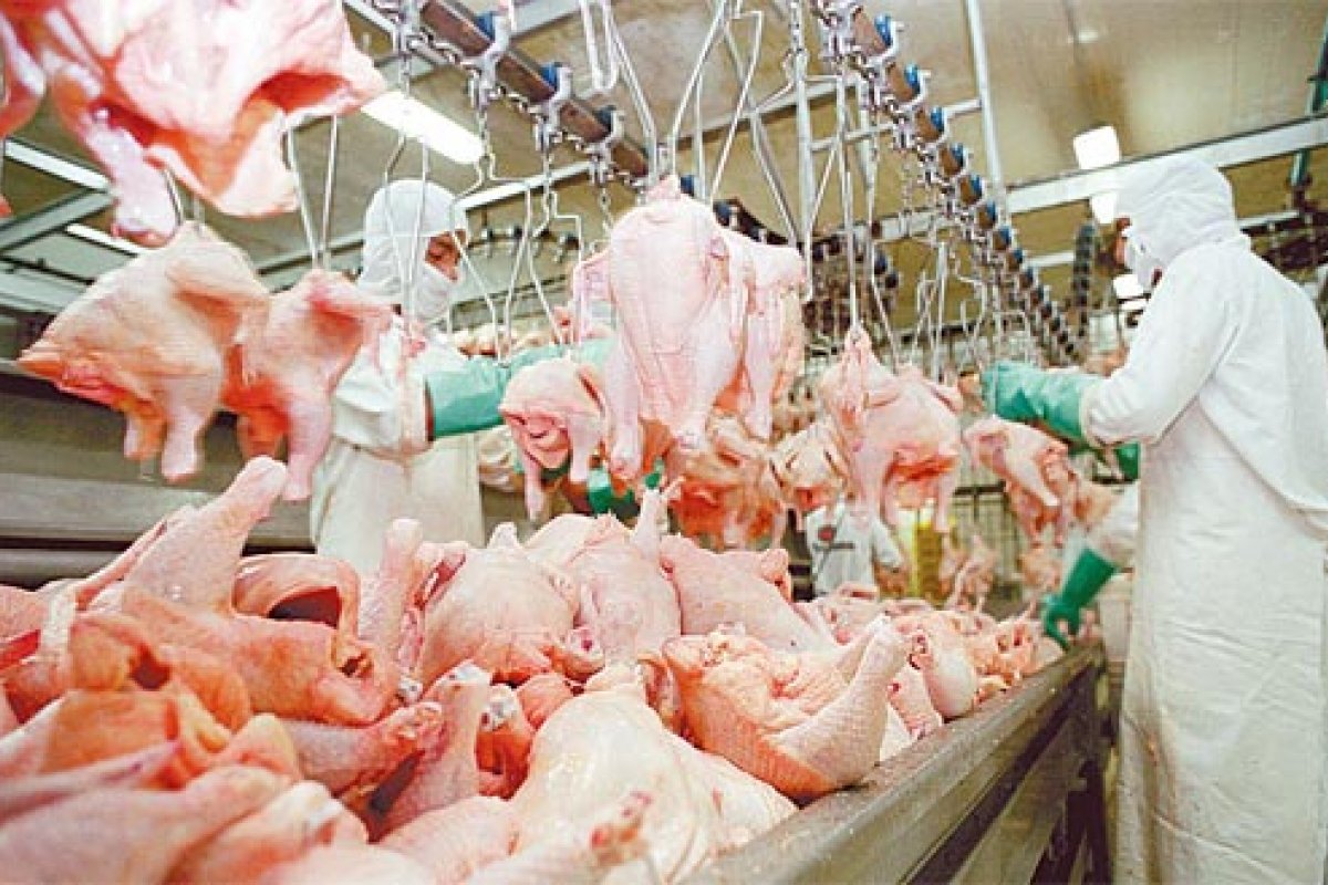 Exportação de carne de frango e de porco já totalizam 4,8 milhões de toneladas nos 10 primeiros meses deste ano