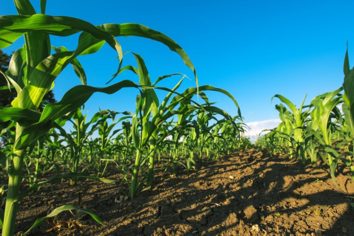 Produção de soja na Bahia deve atingir 6,7 milhões de toneladas na safra 2021/2022
