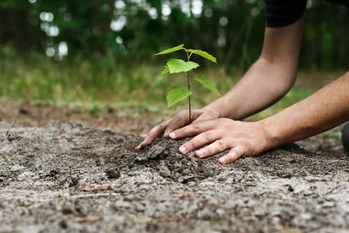 Veja® anuncia compensação ambiental em 100% das embalagens do novo Multiuso Power Nature