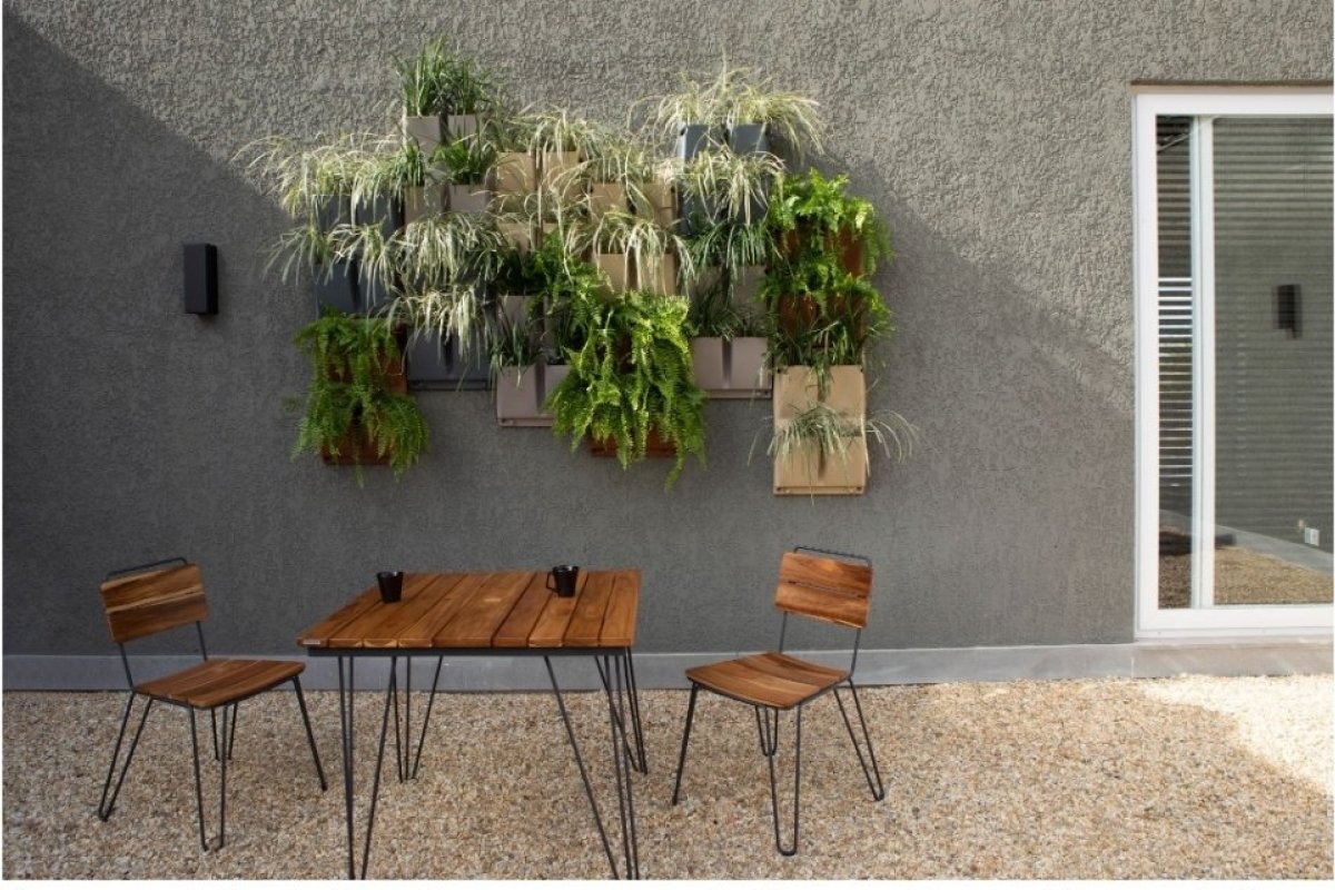 Confira 5 dicas para cultivar plantas saudáveis e bonitas 