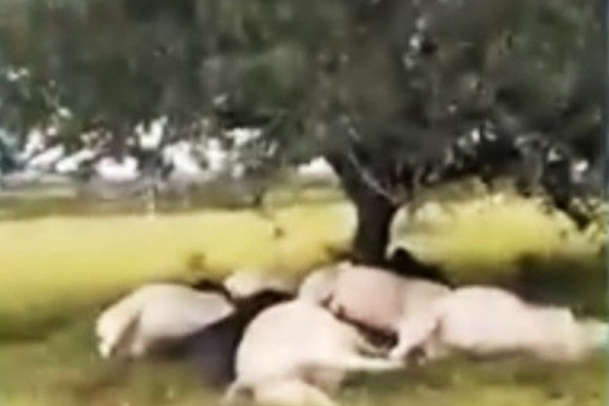 Ao menos 20 bovinos morrem em fazenda atingidos por um raio no sudoeste da Bahia