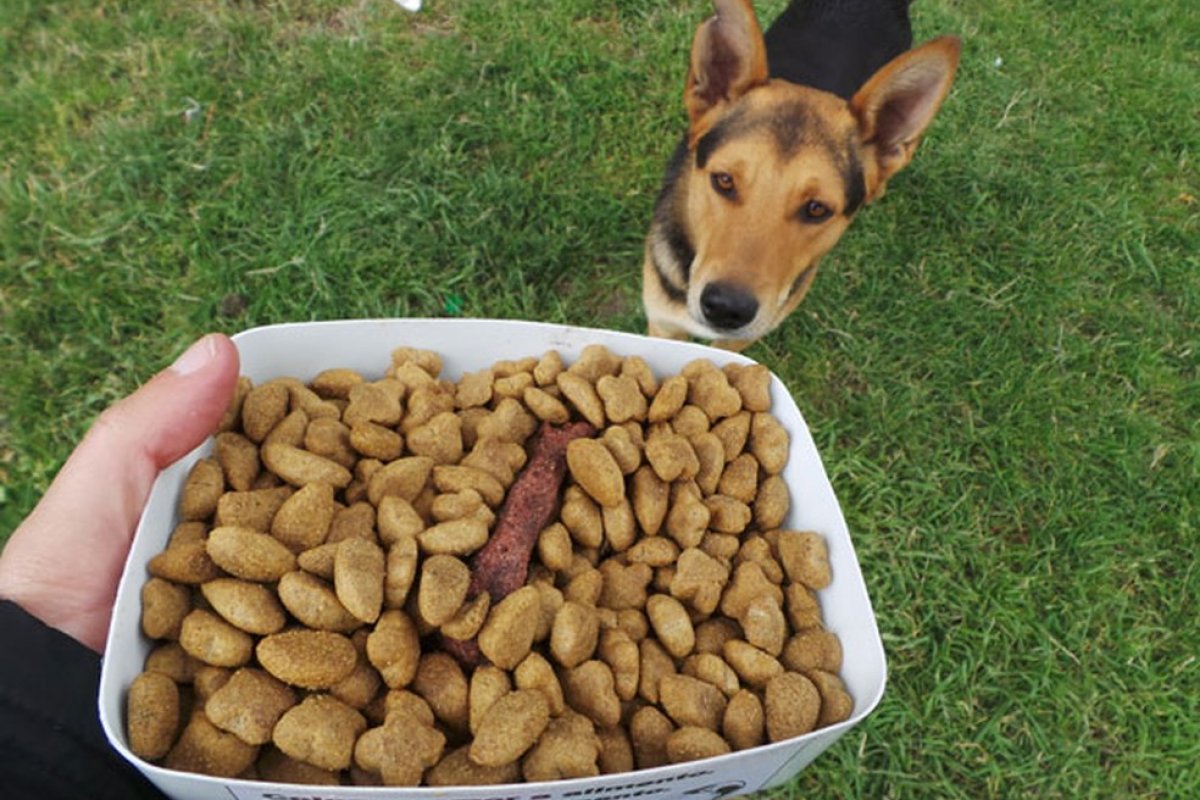 Pesquisa aponta que alimentar cães uma vez ao dia pode reduzir chances de doenças relacionadas à idade