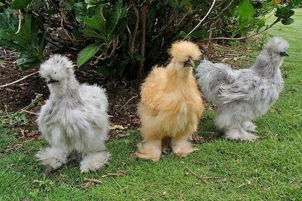 Silkie Chicken: galinha que parece poodle faz sucesso entre os amantes de animais