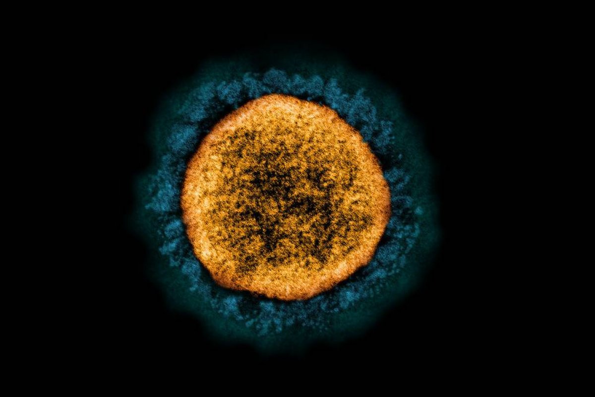 Cientistas investigam se Ômicron surgiu e evoluiu de roedores