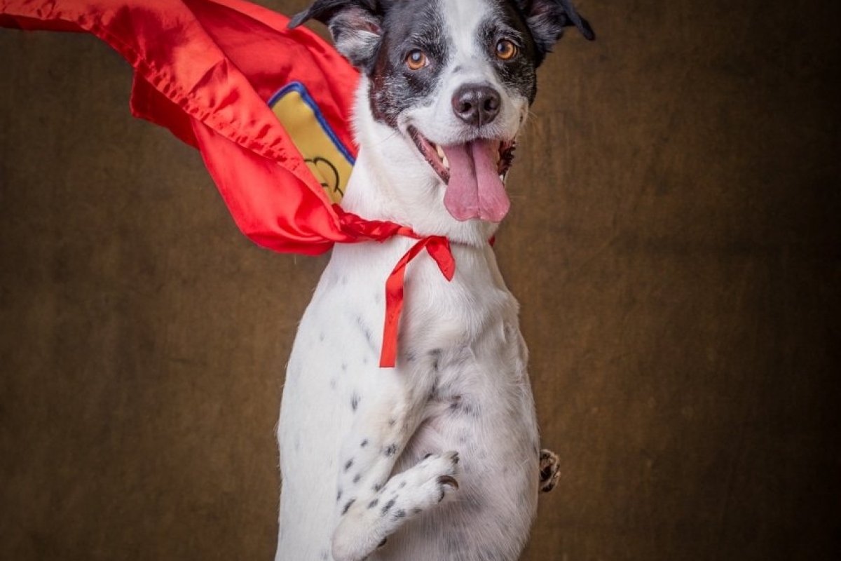 Super Noopy, o cão de duas patas que é exemplo de garra e superação