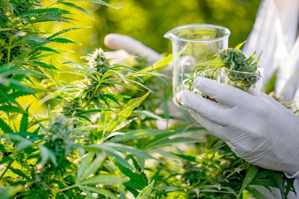 Estudo aponta que uso de maconha e citocina inflamatória impulsionam chances de psicose