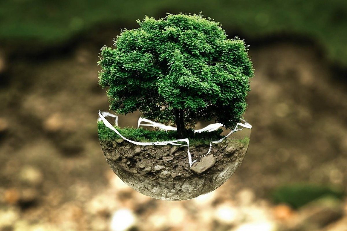 Consciência ecológica
