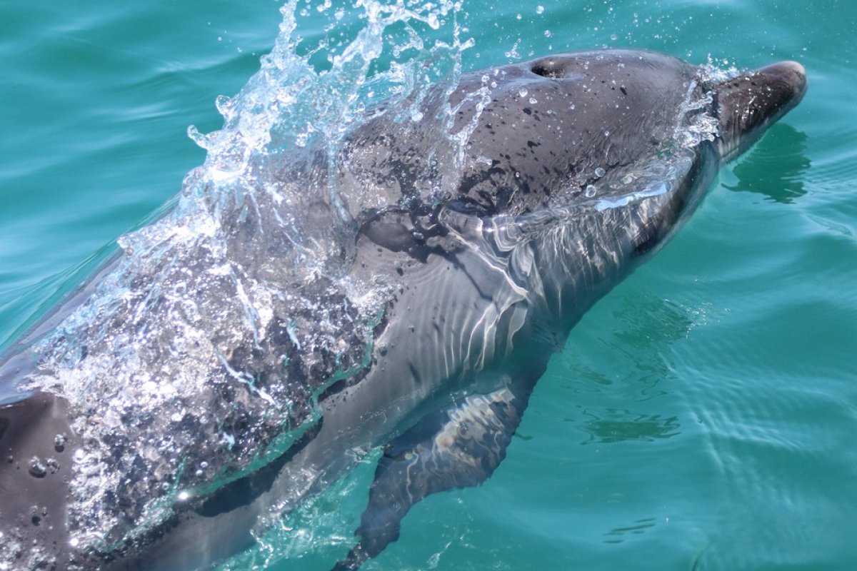 Vídeo: Fotógrafo registra momento em que é cercado por dezenas de golfinhos em SP