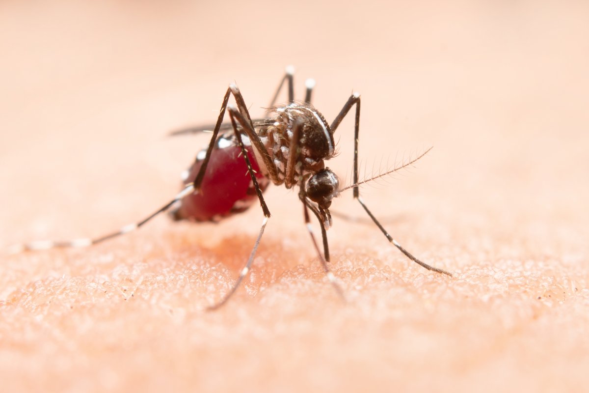 [Epidemia de dengue também chama atenção aos sintomas nos olhos; saiba quais são]