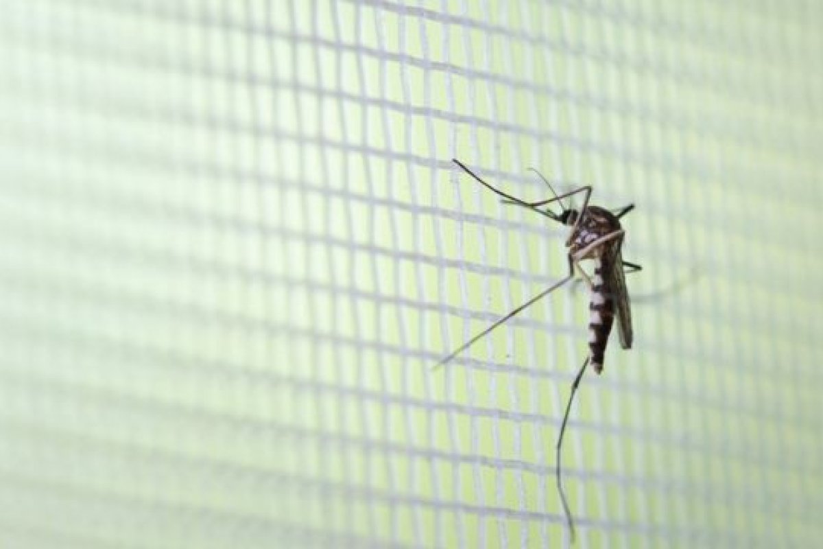 [Capital baiana registra menor índice de infestação do Aedes aegypti em 16 anos]