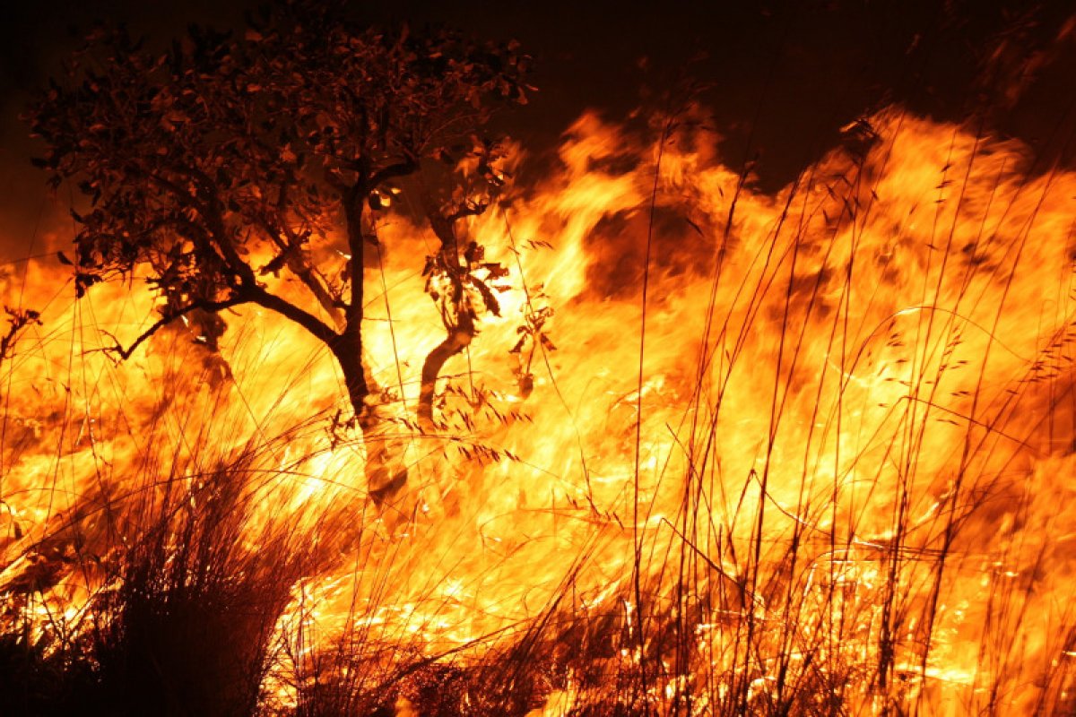 [Experiência americana no combate a incêndios na Amazônia ]