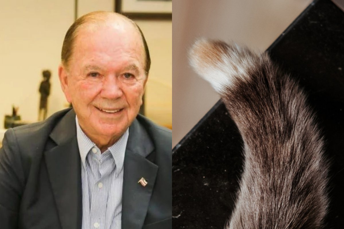 [O miado do ex-Leão e o rabo de gato!]