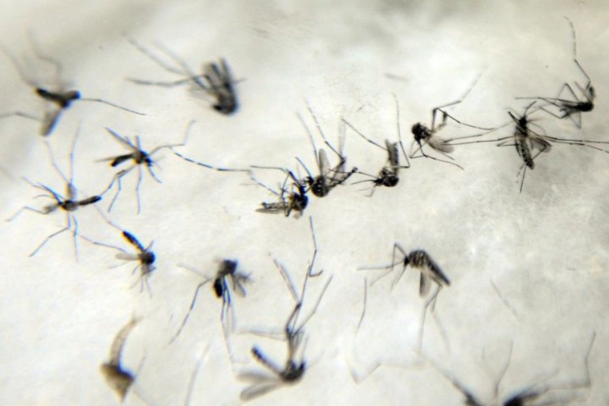 [Brasil registra média de 6 mil casos de dengue em 2022   ]