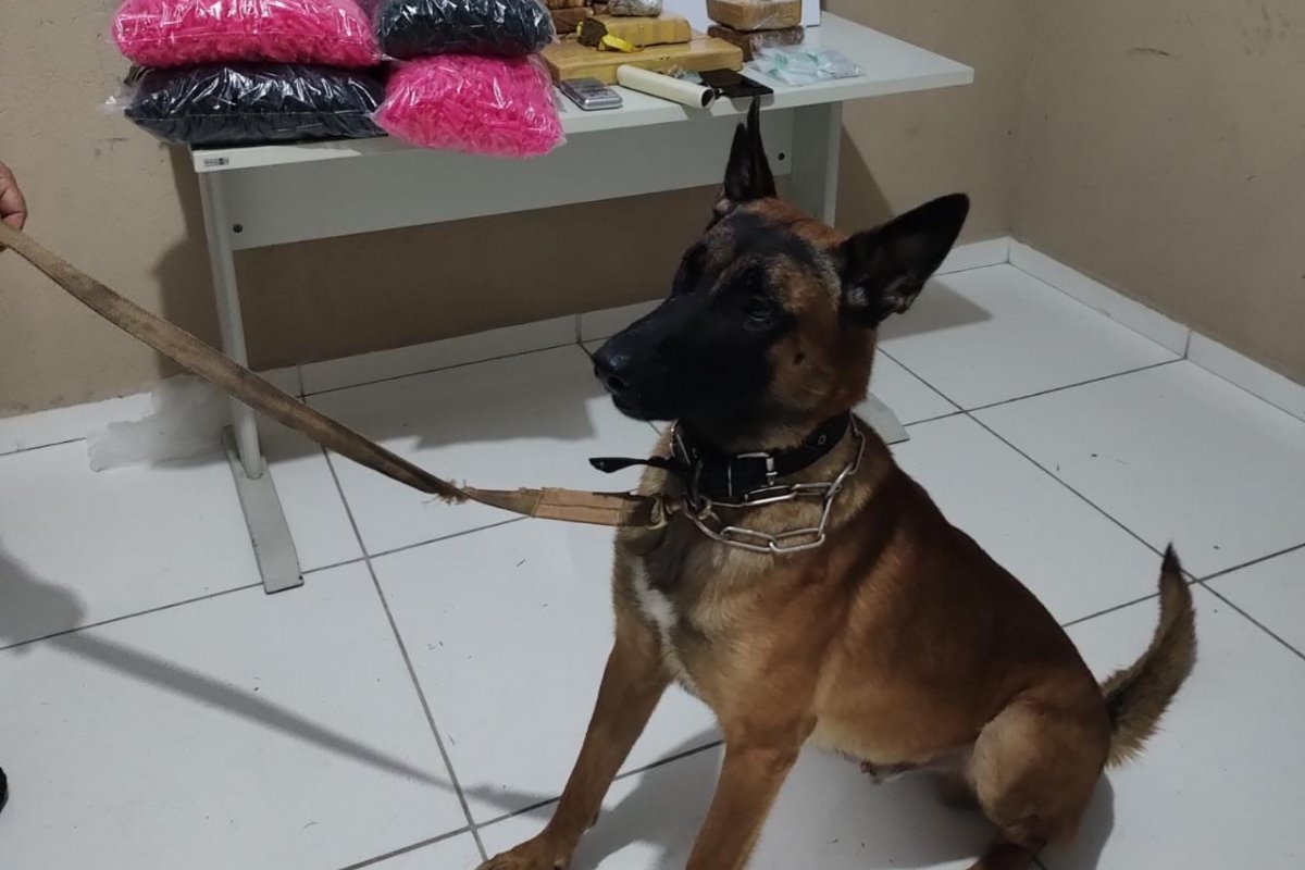 [Porto Seguro: cão policial encontra 14kg de drogas em imóvel]