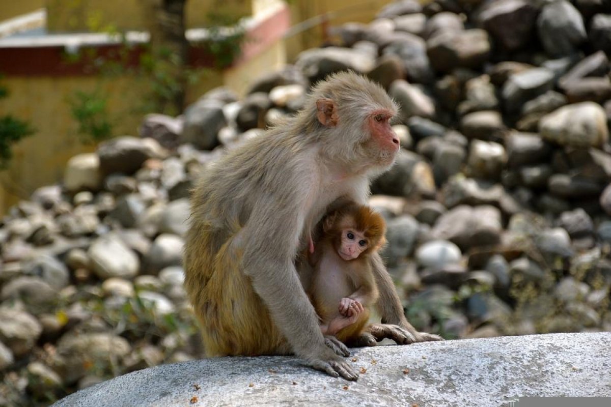 [OMS lamenta violência contra macacos no Brasil por medo de varíola]
