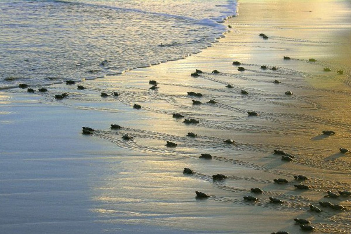 [Cresce o número de tartarugas mortas em praias baianas em 2022]
