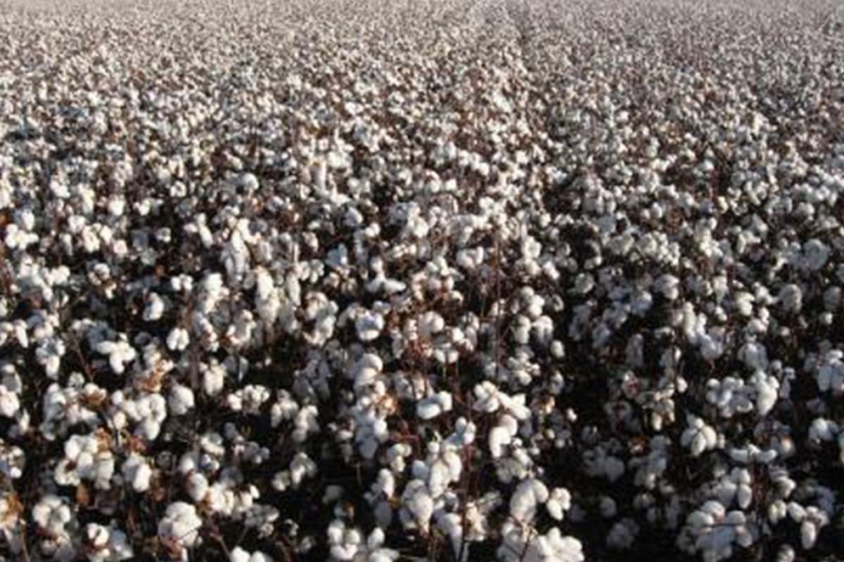 [Produção de algodão deve crescer até 19% no Brasil ]