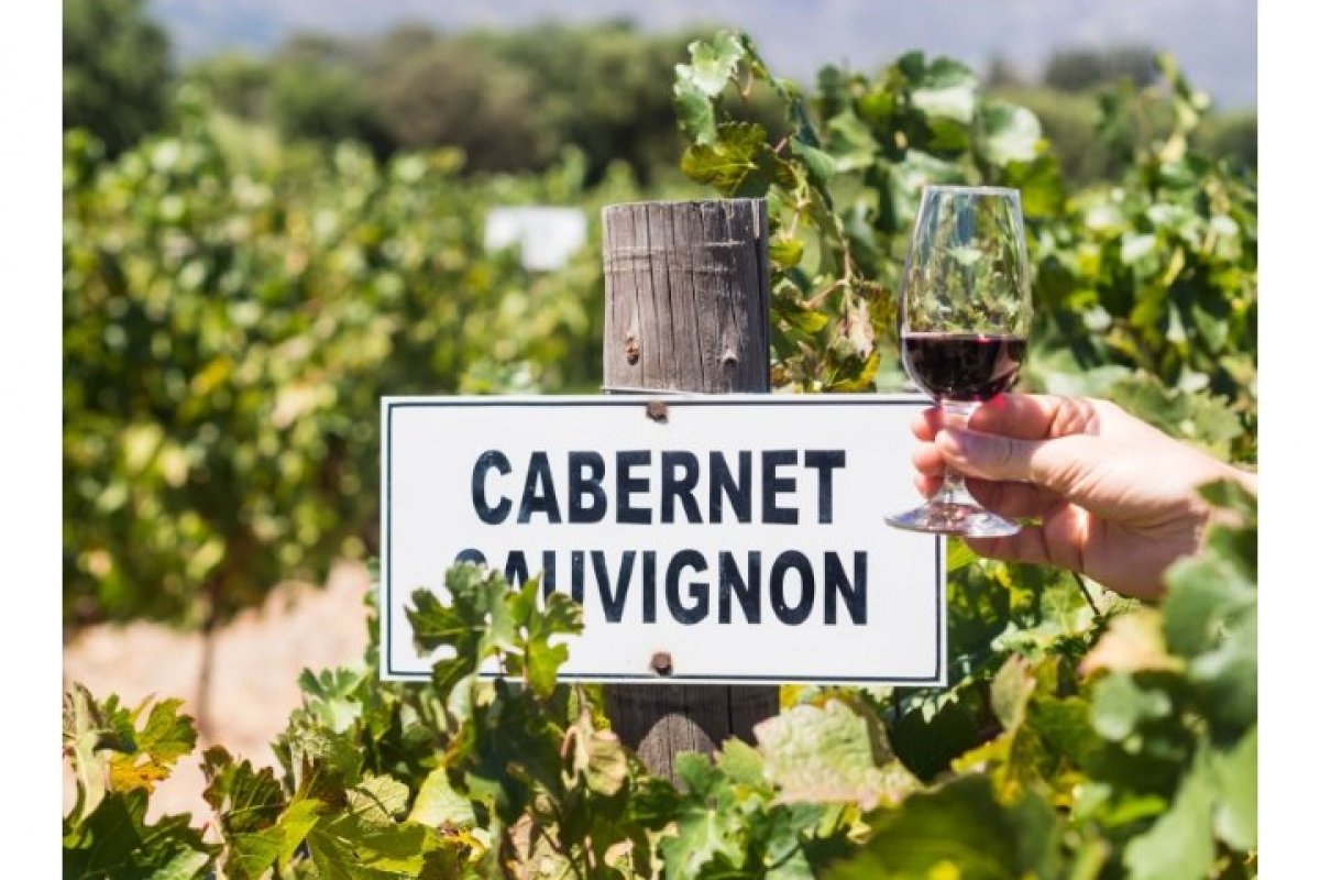 [Cabernet Sauvignon: a uva tinta mais bem-sucedida do mundo! ]