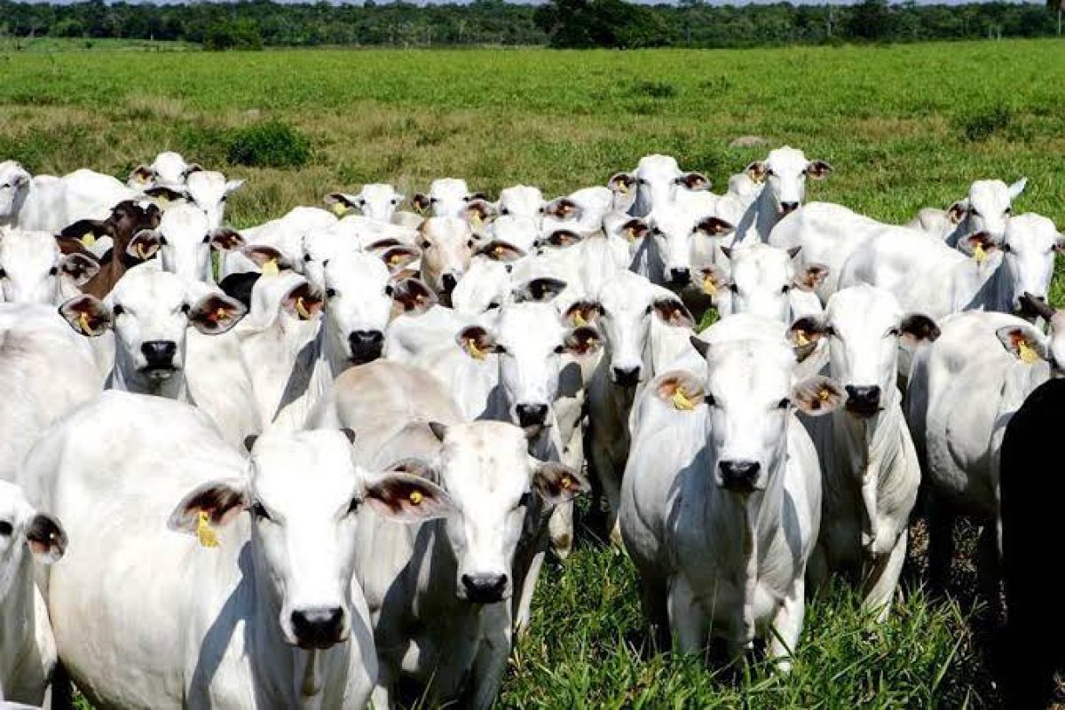 [IBGE: abate de bovinos cresceu 11,2% entre julho e setembro de 2022]