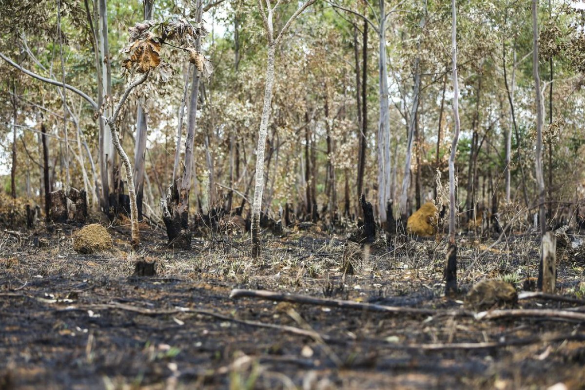 [Incêndios florestais aumentam na Amazônia após novo Código Florestal]