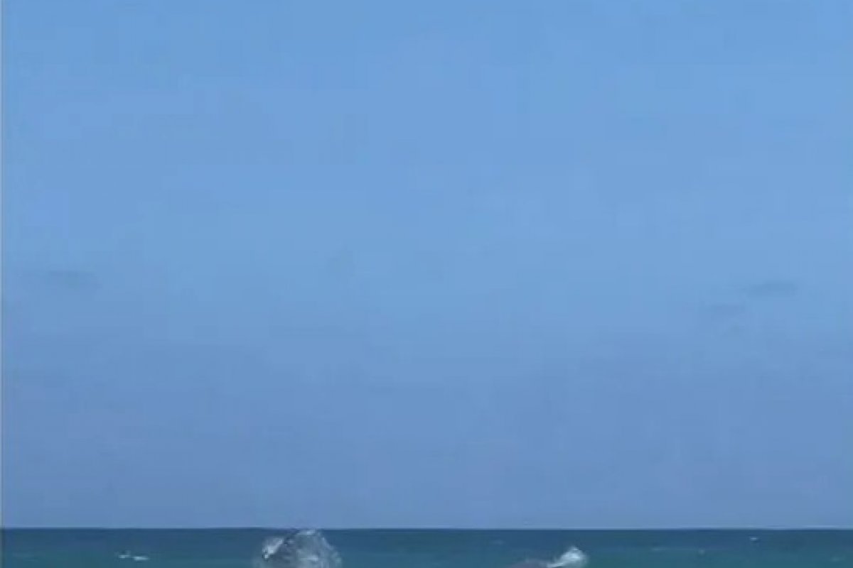 [Golfinhos aparecem na Praia dos Ingleses, em Florianópolis]
