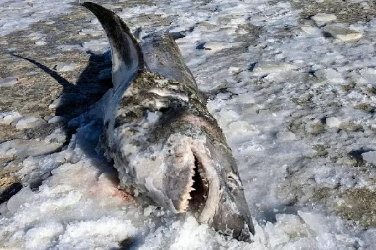 [Tubarão congelado é encontrado na costa de Massachusetts, nos EUA]