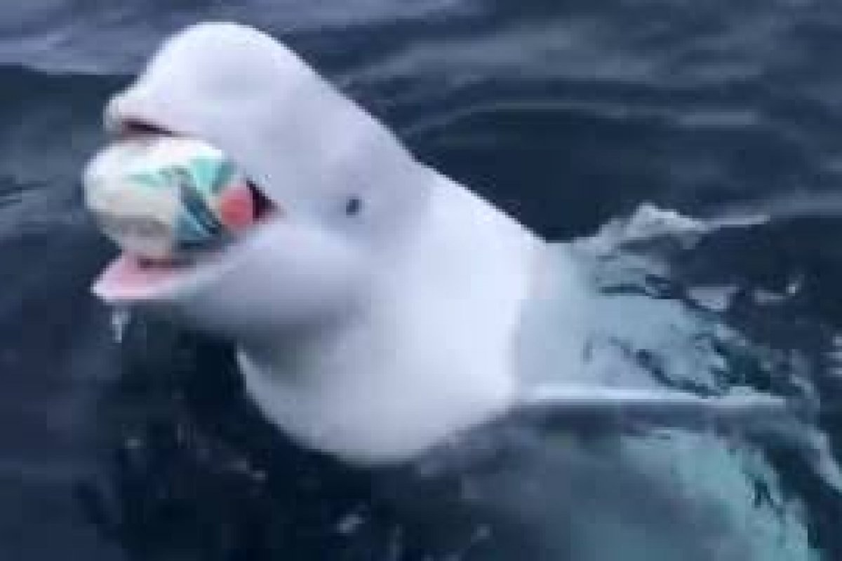 [Vídeo: baleia beluga viraliza na web ao buscar brinquedo jogado por mergulhador]