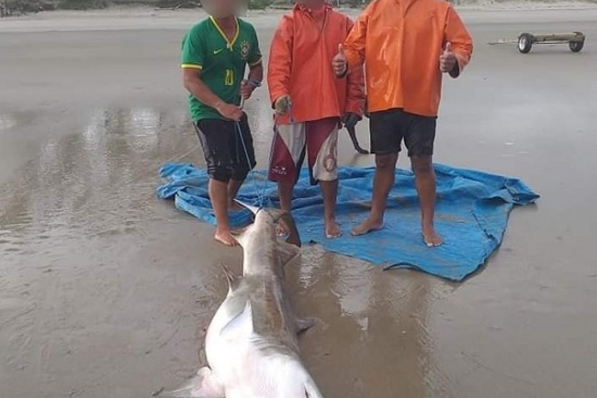 [Trio é detido após pescar e comer um tubarão ameaçado de extinção]