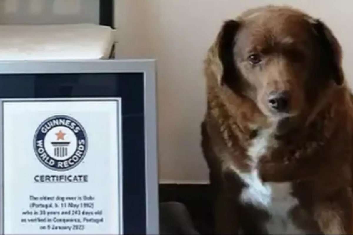 [Bobi, o cachorro mais velho do mundo, ganha festa de 31 anos ]